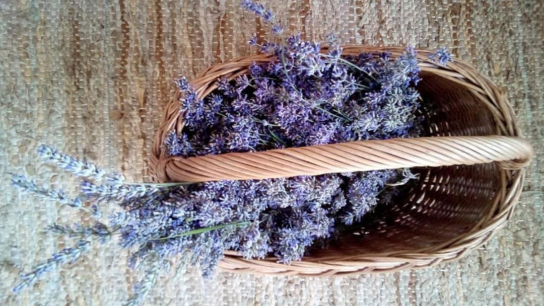 Soba Lavanda Kladovo Exterior photo